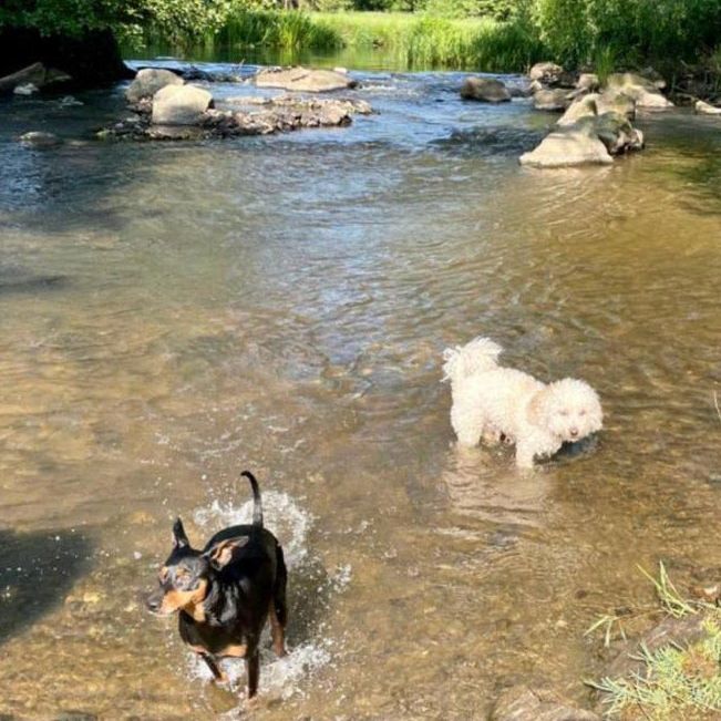 Hundetraining mit kleinen Hunderassen