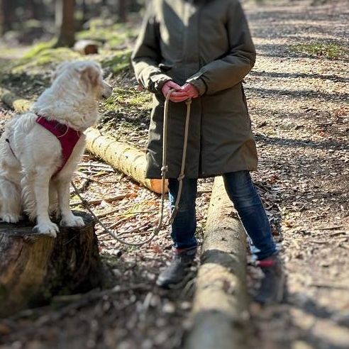 Leinenführigkeit Hundeschule