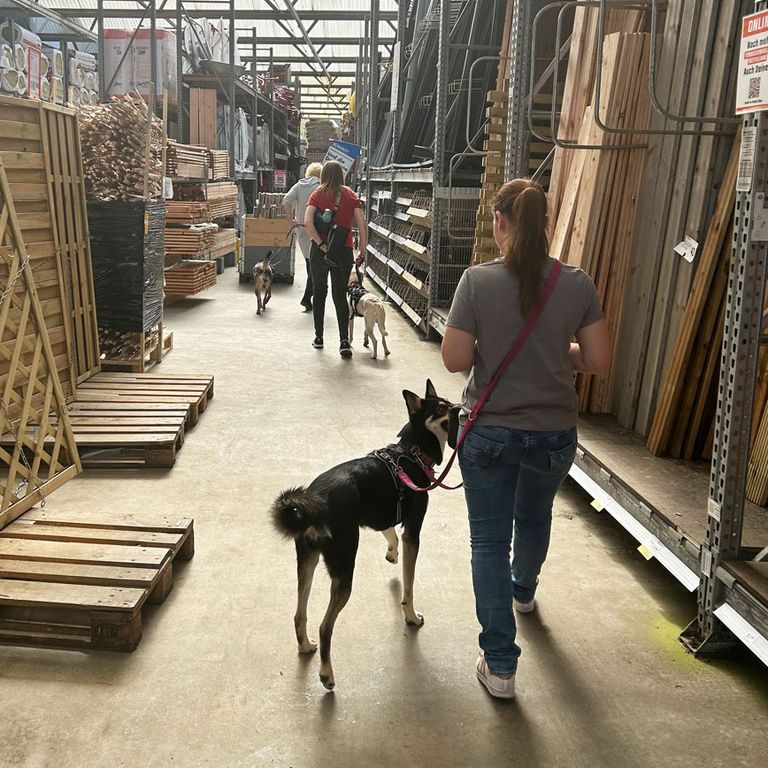 Baumarkt mit der Hundeschule