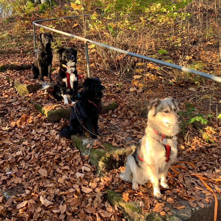 Sitz in einer Hundegruppe in der freien Natur mit unterschiedlichen Ablenkungen