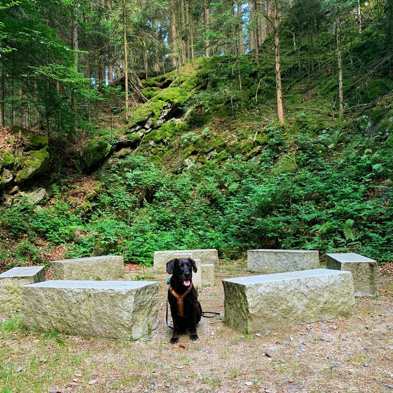 Hundeschule SOCIAL WALK